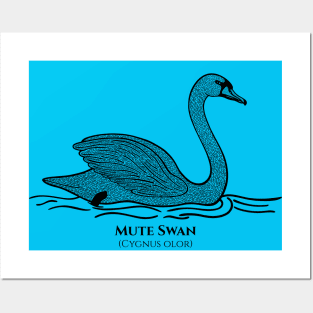 Mute Swan with Common and Scientific Name - detailed bird drawing Posters and Art